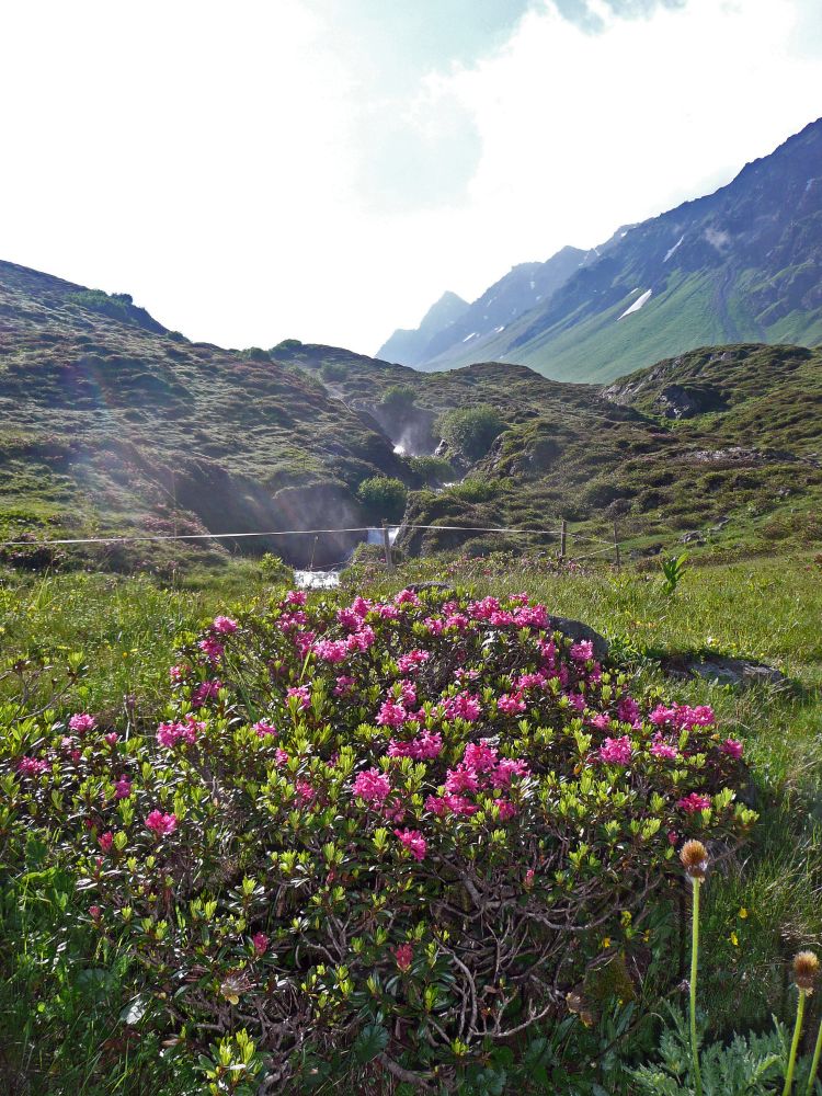 Alpenrosen und Jöribach