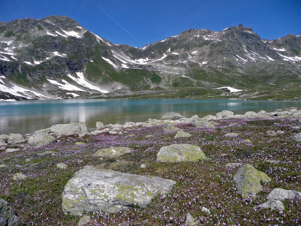 Alpenglöckchen am Jörisee