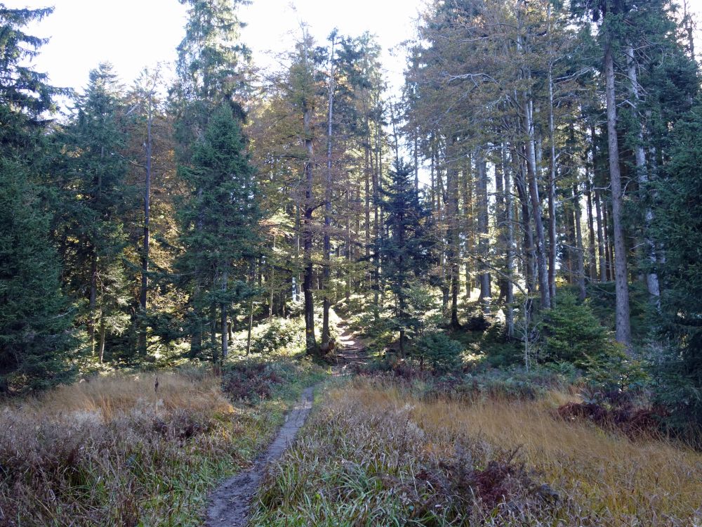 Wanderweg im Bächenwald