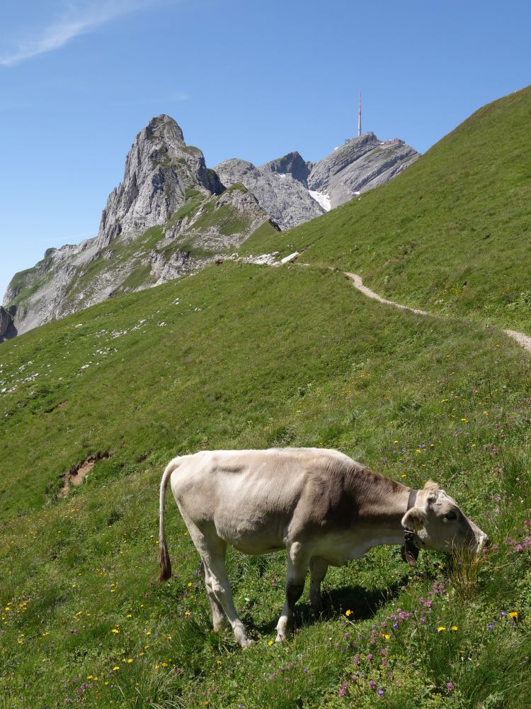 Kuh am Rotsteinpass und Säntis