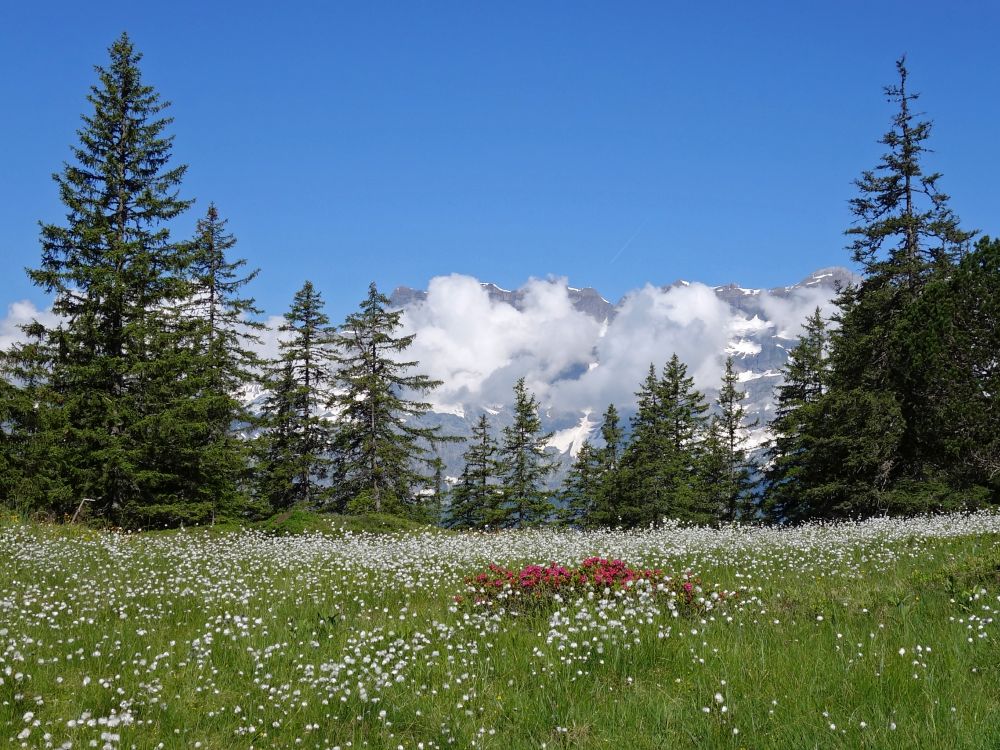 Alpenröschen zwischen Wollgras und Glärnisch in Wolken