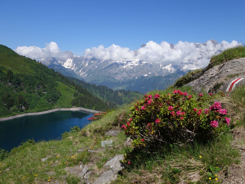 Alpenröschen überm Garichti Stausee