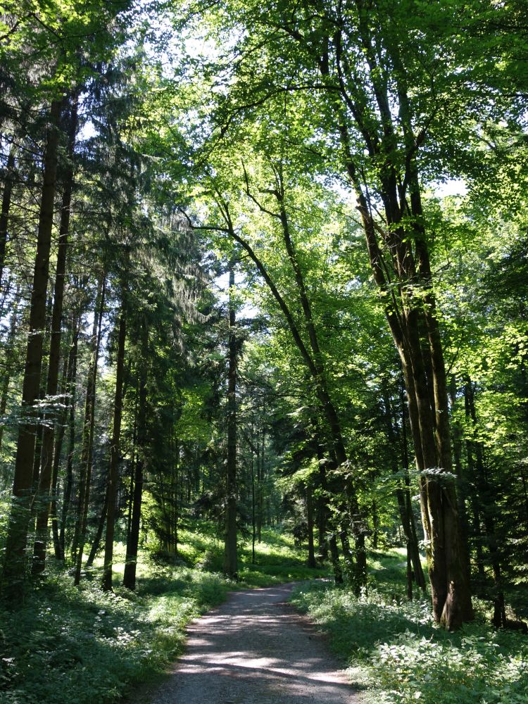Weg im Gütschwald