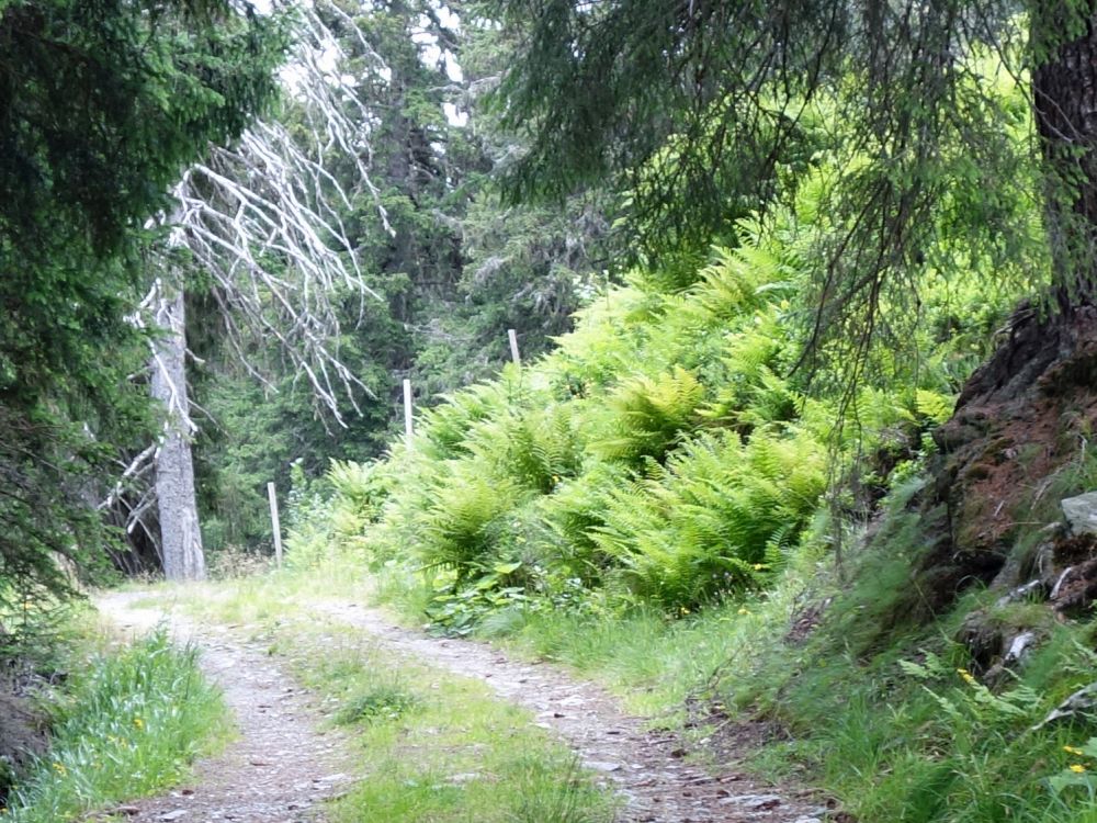 Waldweg und Farn