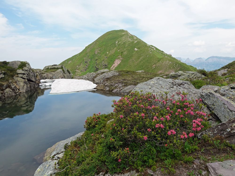 Alpenrosen und Bergsee mit Munzchopf