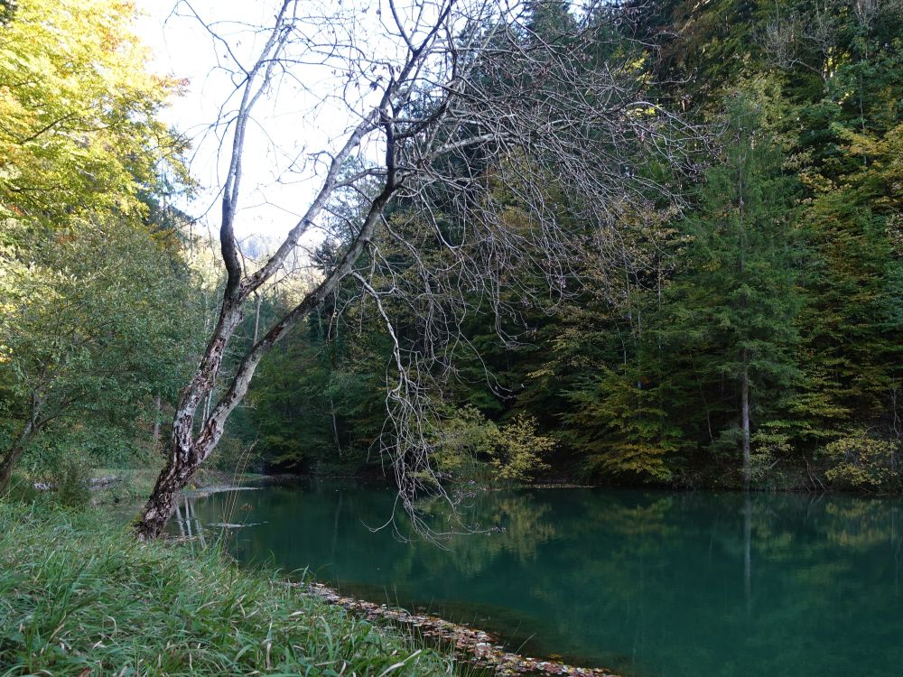 Teich am Züttbach