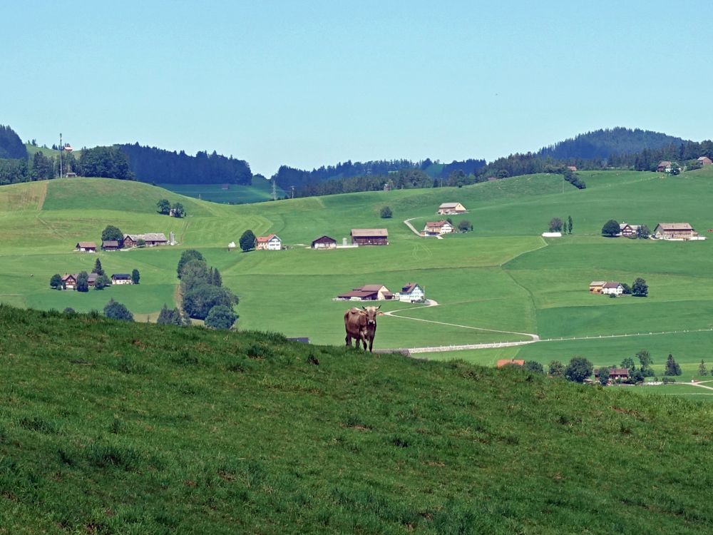 Kuh und Bauernhöfe