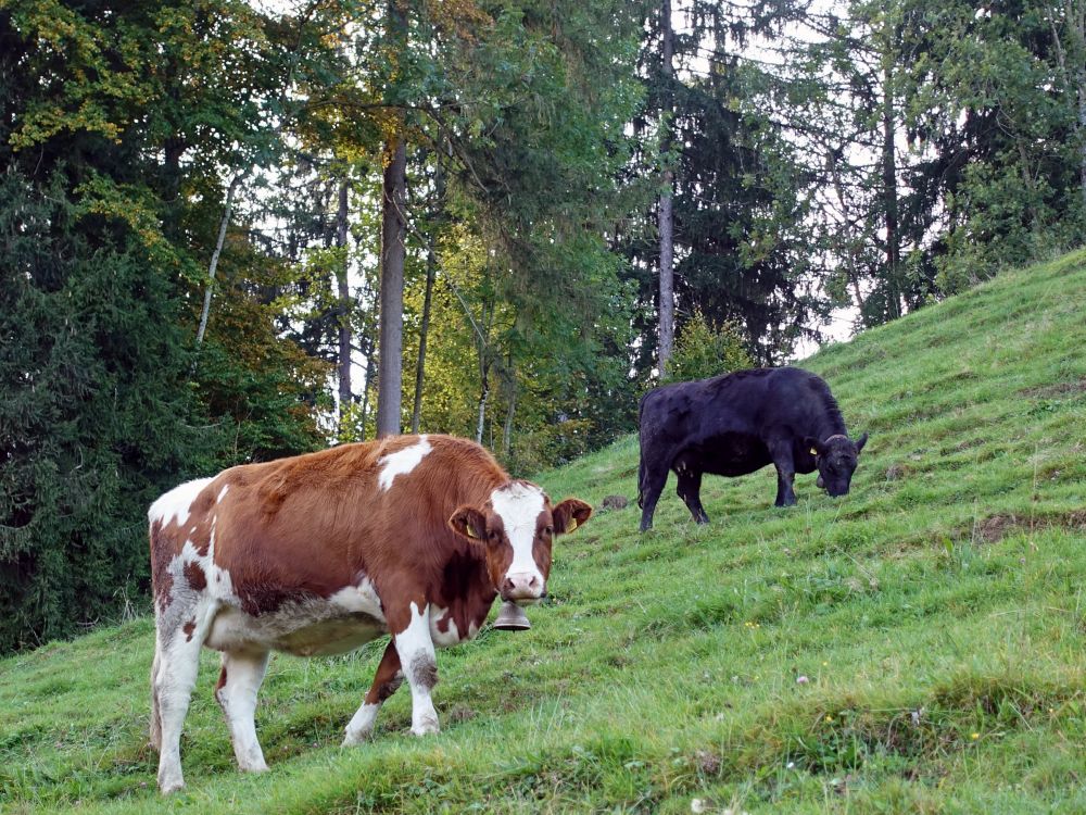 Kühe bei Kofholz
