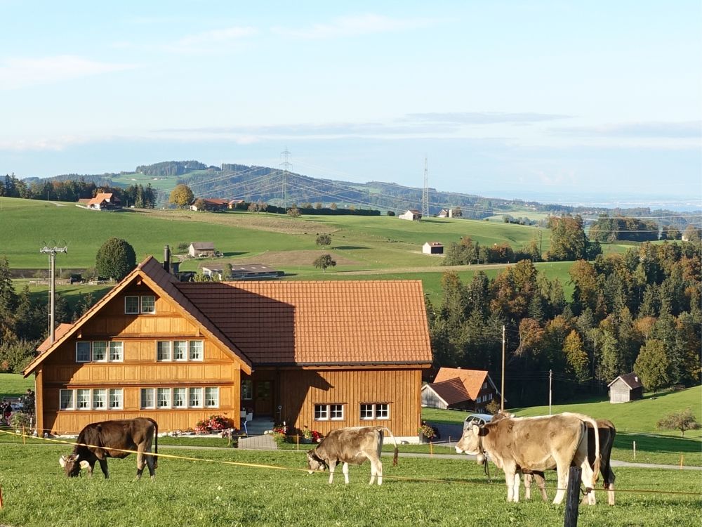 Kühe und  Schweizerhaus (Buechschachen)