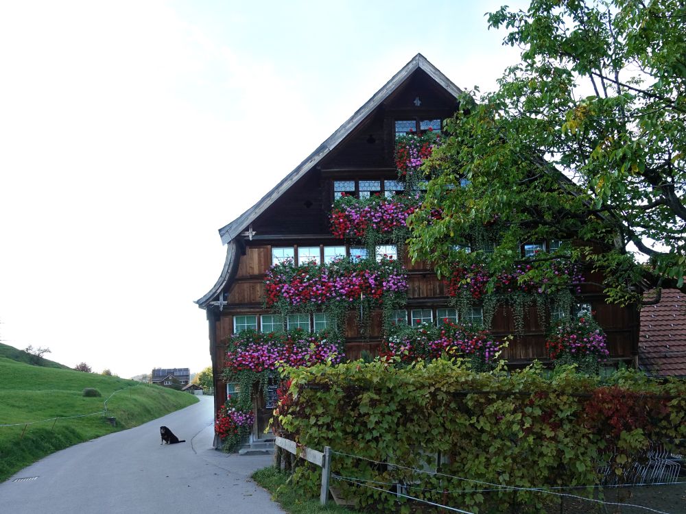 Gasthaus Bären am Sturzenegg Ost