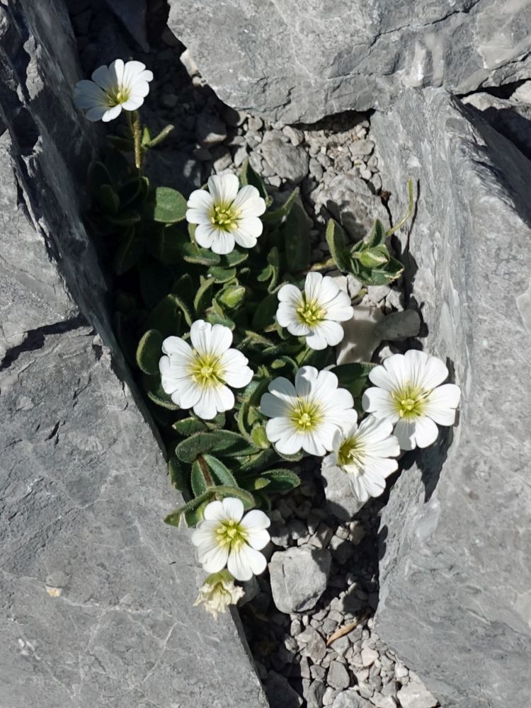 Alpenblumen zwischen den Felsen
