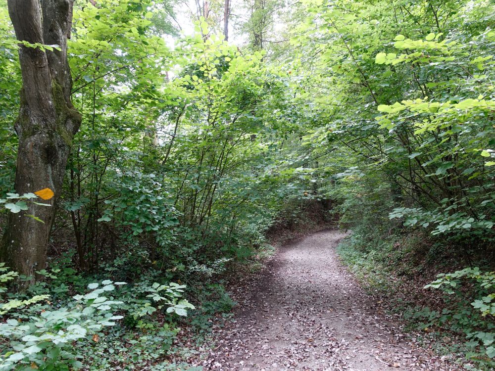 Waldweg bei Rüedi