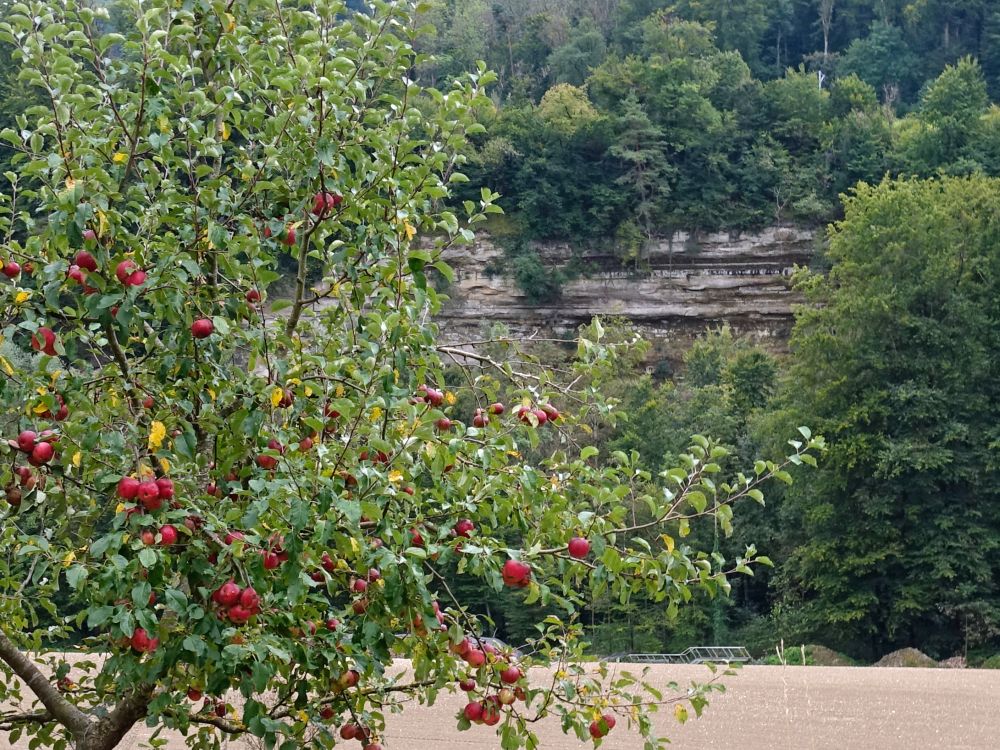 Äpfel vor Felswand