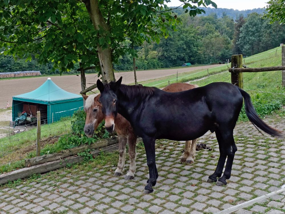 Pferde bei Kalchhof