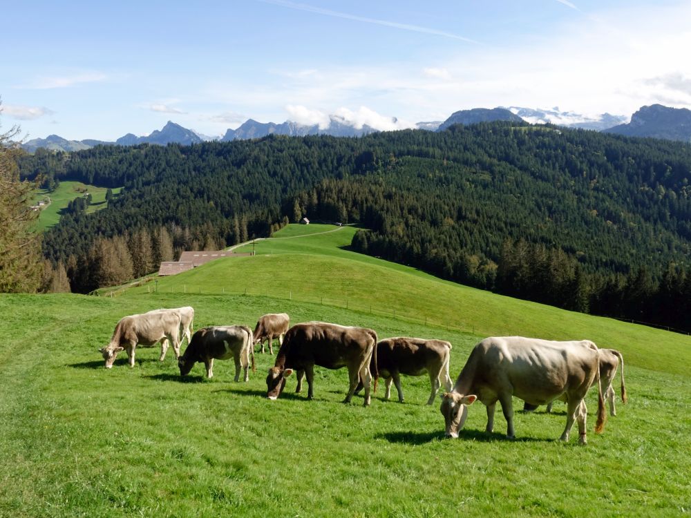 Kühe oberhalb Rindereggli und Bergspitzen