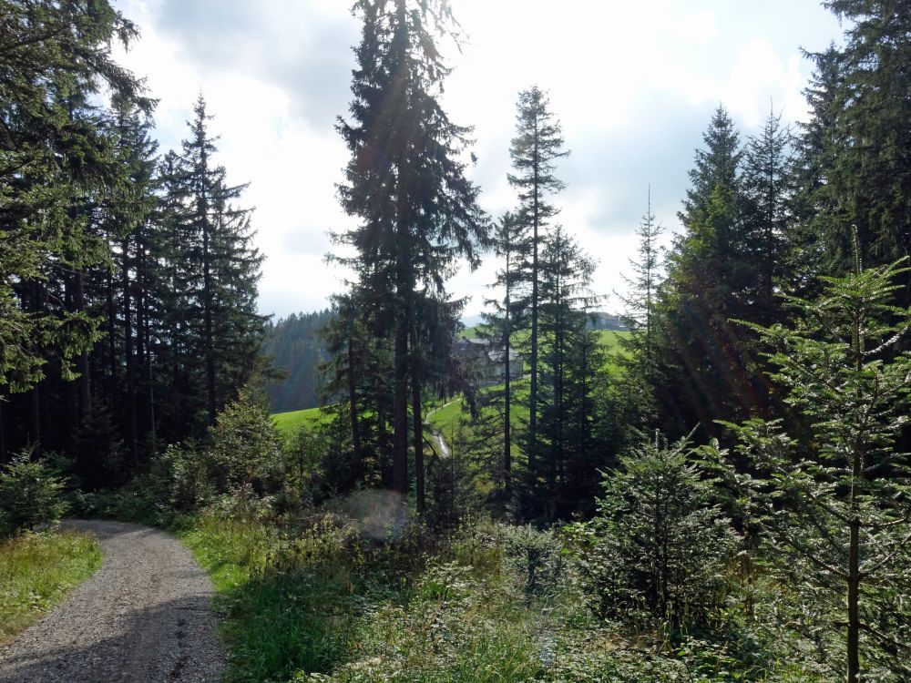 Waldweg am Goltenberg