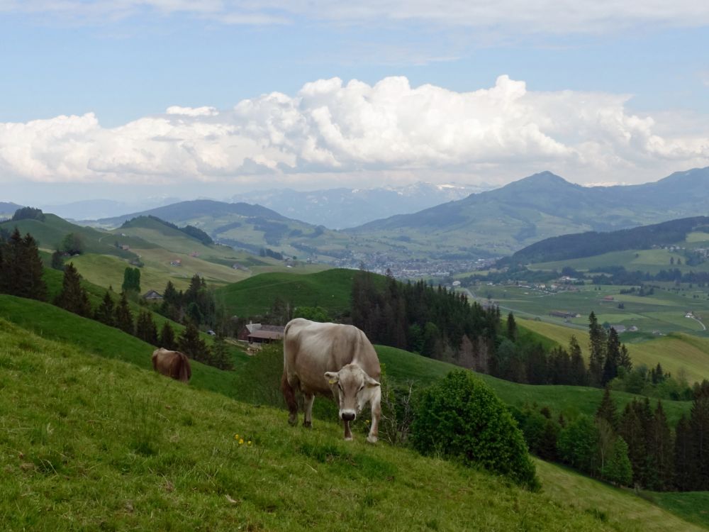 Kuh un Blick Richtung Appenzell