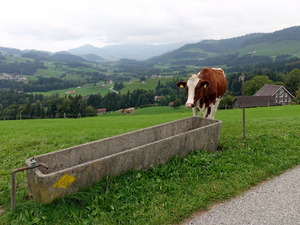 Kuh am leeren Wassertrog