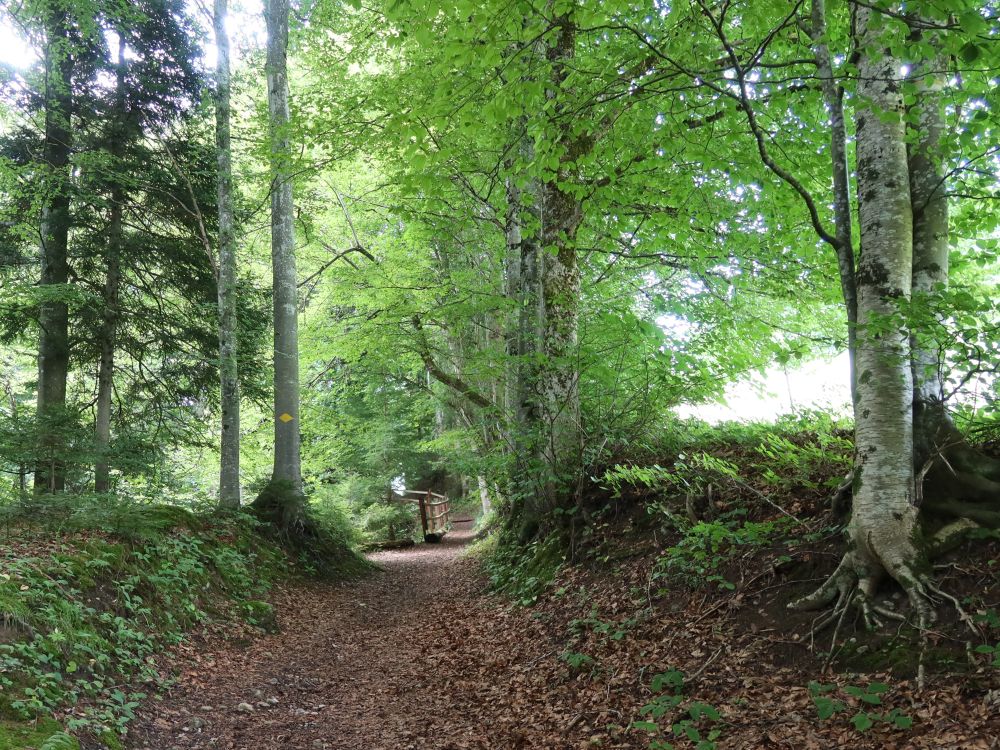 Waldweg am Schönenboden