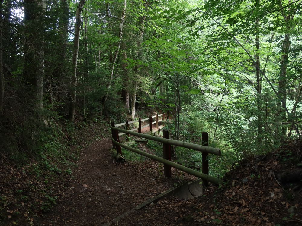 Waldweg am Schönenboden