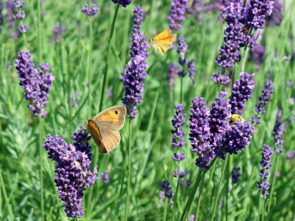 Schmetterlinge im Lavendel