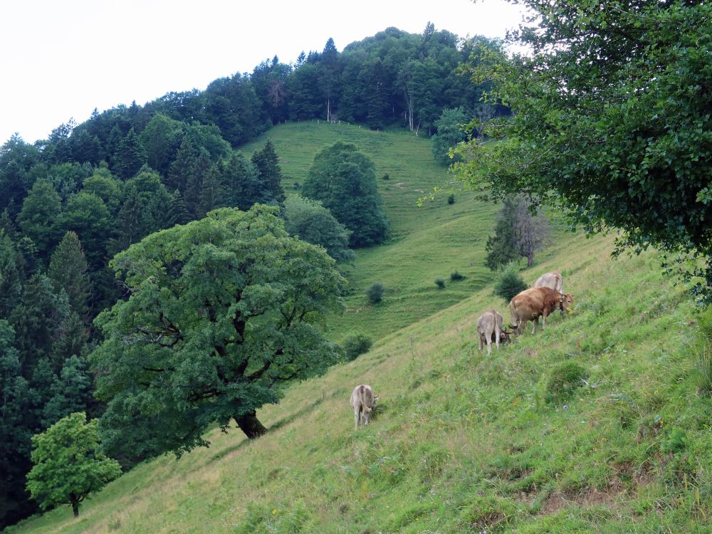 Kühe bei Alp Geiss-Chopf