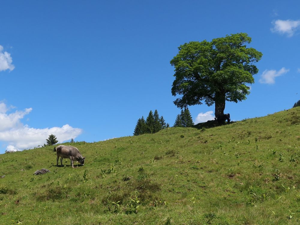 Kuh und Baum