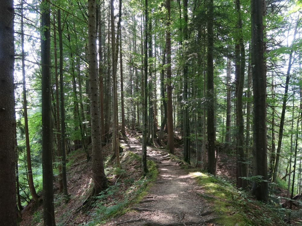 Gratweg im Wald