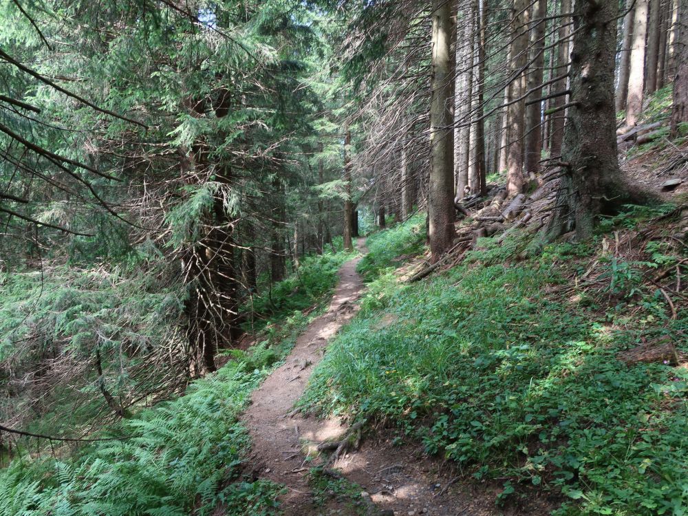 steiler Abstieg im Kronbergwald