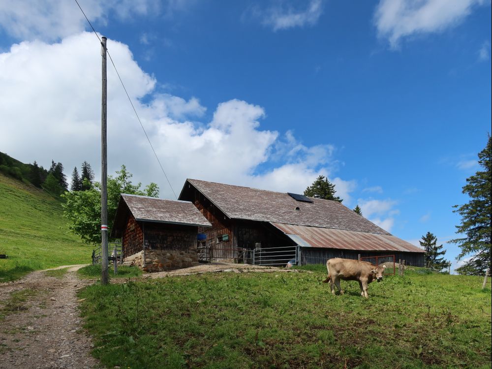 Kuh bei der Römerhütte