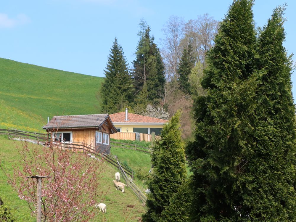 Häuser bei Metzwil