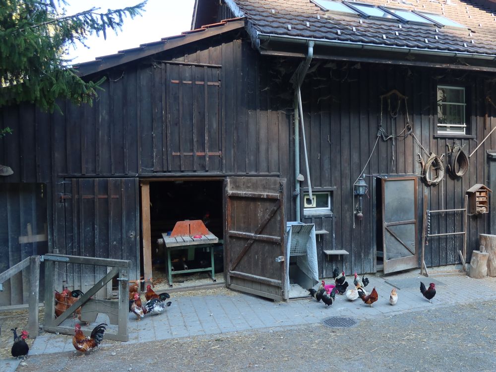 Hühner vor dem Haus