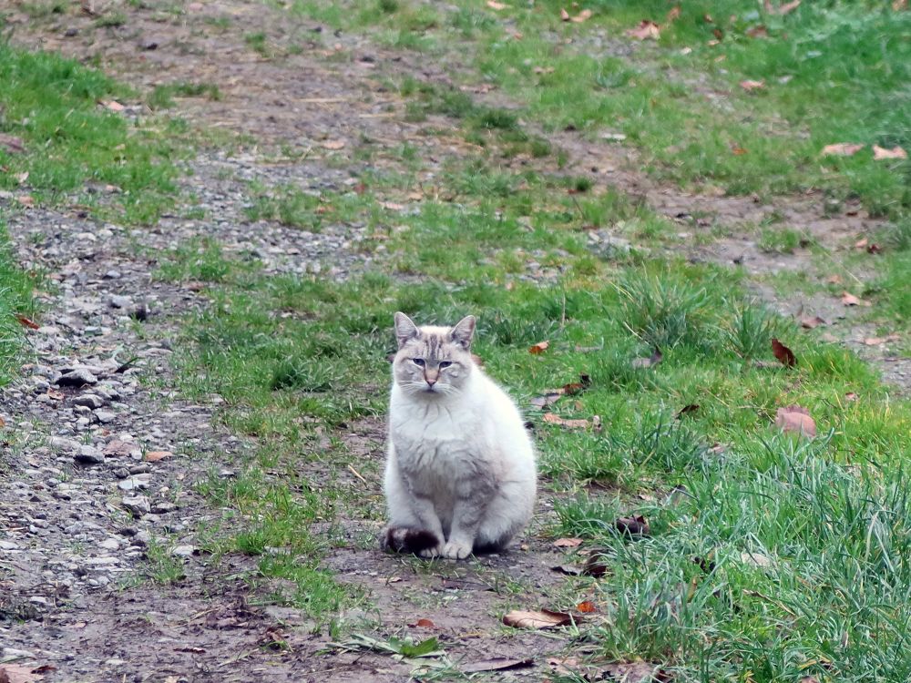 Katze bewacht den Weg