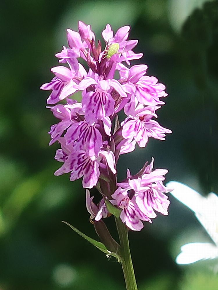 Orchidee Knabenkraut