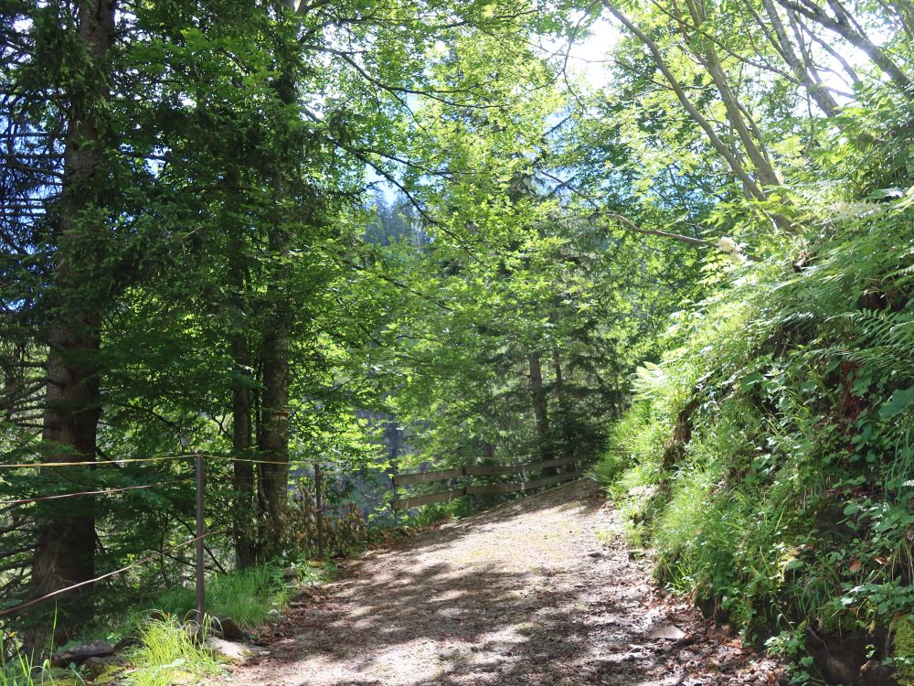 Weg im Sihlwald