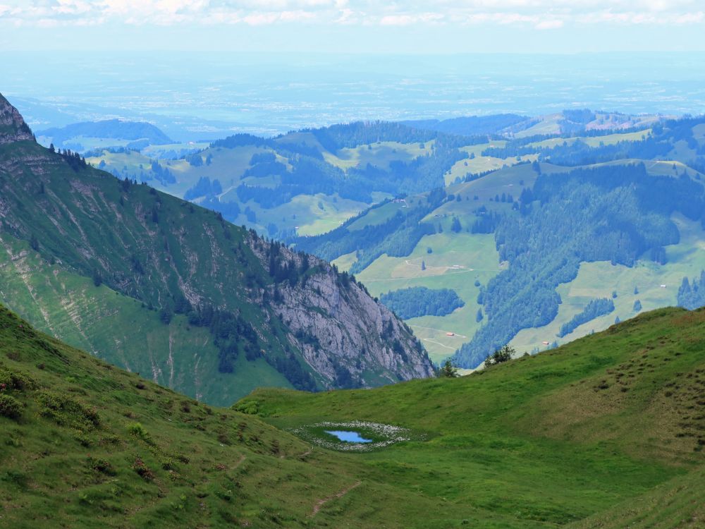 Tümpel mit Wollgrass und Zürichsee im Hintergrund