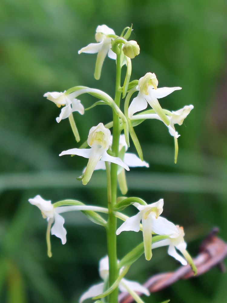 Orchidee Waldhyazinthe