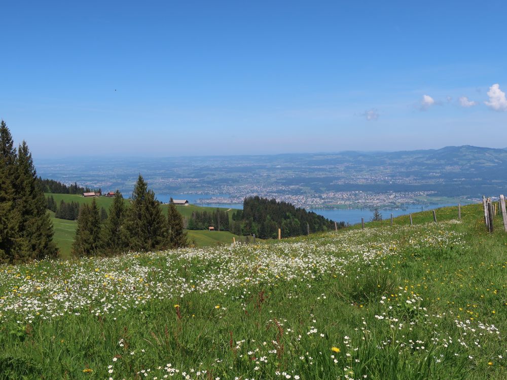 Blumenwiese und Rapperswil am Zürichsee