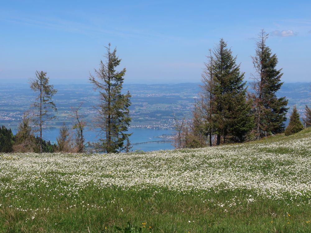 Blumenwiese und Zürichsee