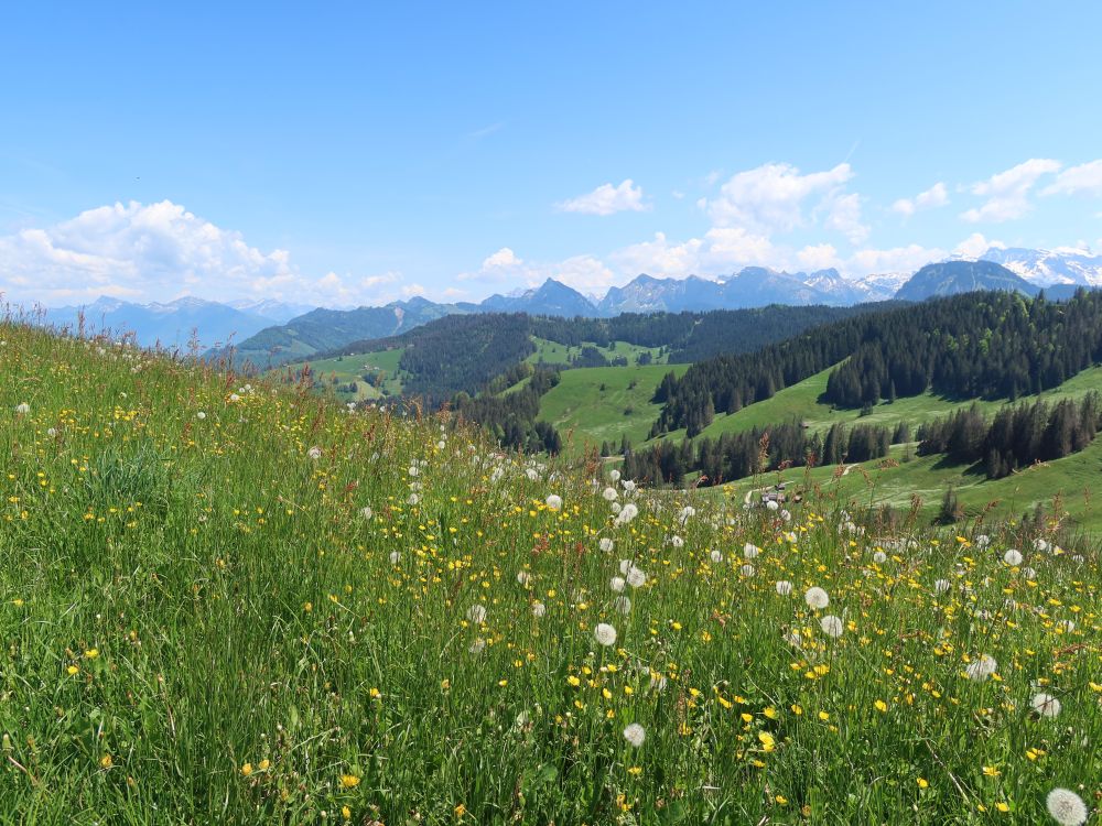Blumenwiese und Glarner Alpen