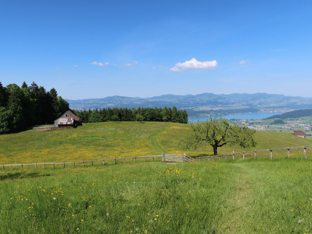 Wiesenpfad und Zürichsee