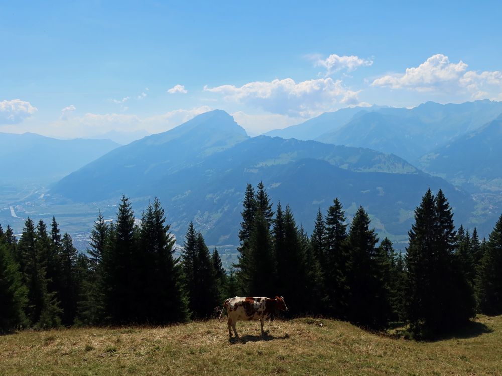 Kuh überm Rheintal mit Haldensteiner Calanda