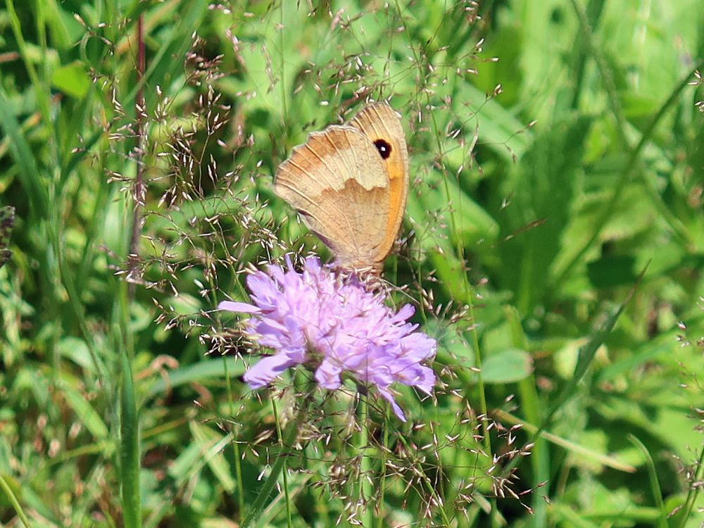 Witwenblume mit Schmetterling