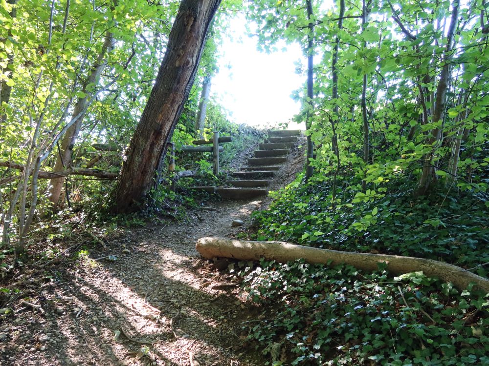 Treppe aus dem Wald