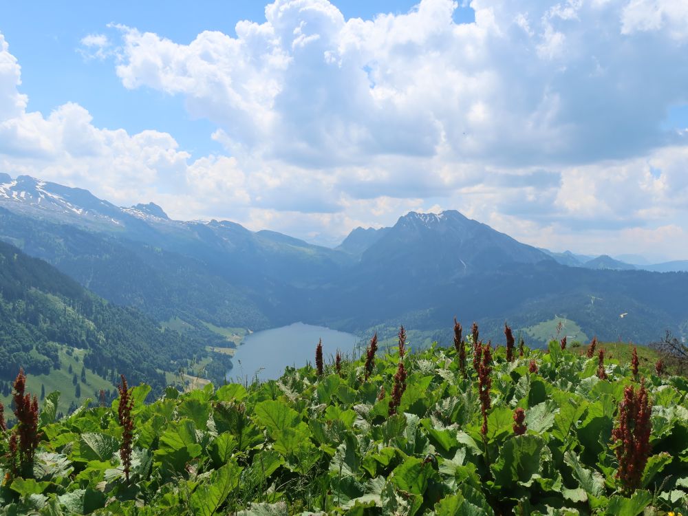 Alpen-Ampfer mit Wägitalersee und Fluebrig