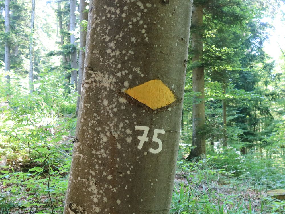 nummerierter Baum