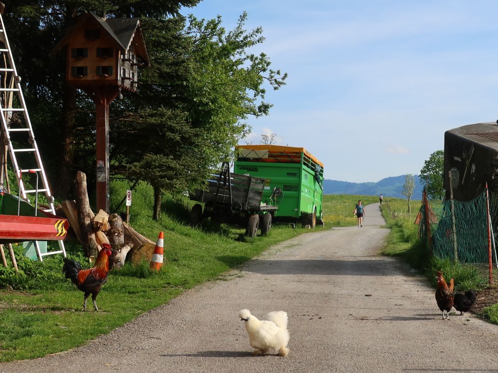 Hühner bei Barenberg