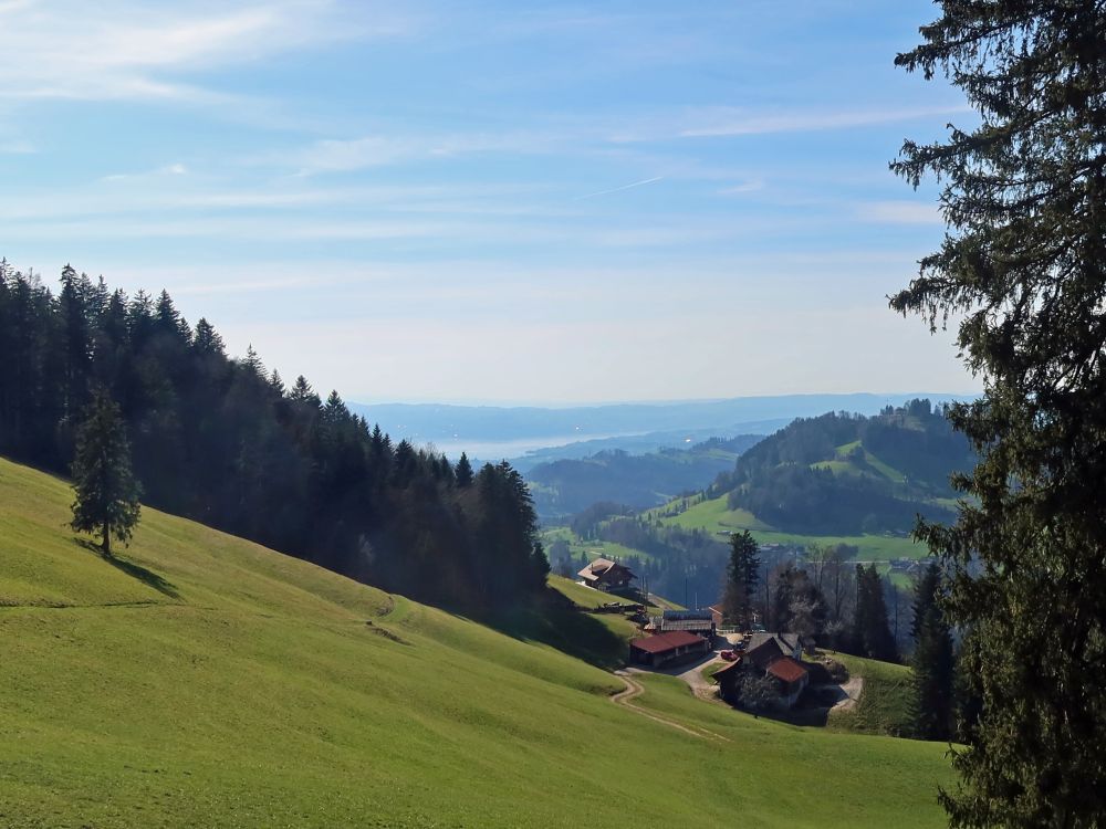 Ober Schwändi und Zürichsee