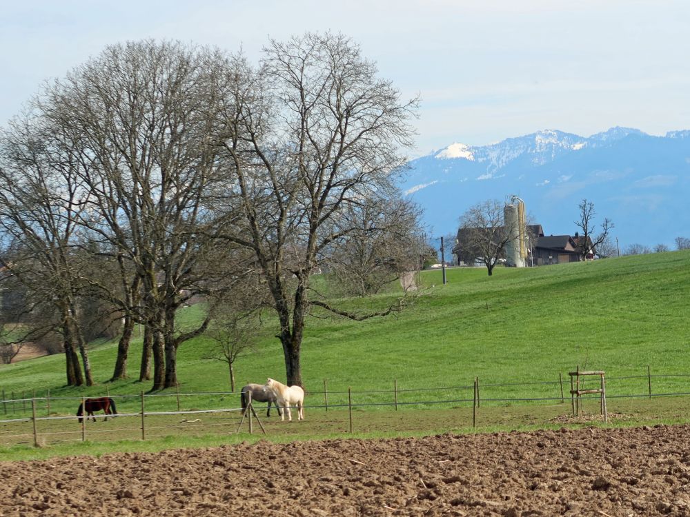 Pferdekoppel und Bauernhof