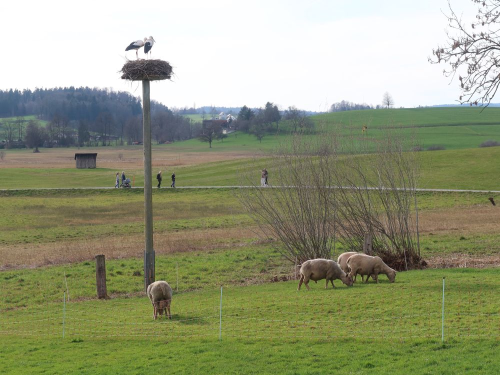 Störche und Schafe